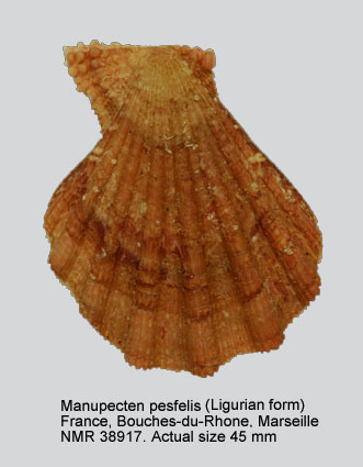 Manupecten pesfelis (Ligurian form).jpg - Manupecten pesfelis(Linnaeus,1758)